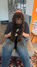 Labradoodle pup te koop, Dieren en Toebehoren, Honden | Niet-rashonden, Reu, 8 tot 15 weken, CDV (hondenziekte), Eén hond