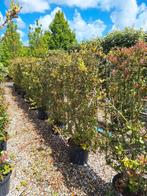 quercus ilex, steeneik, Tuin en Terras, Planten | Struiken en Hagen, Ophalen, Minder dan 100 cm