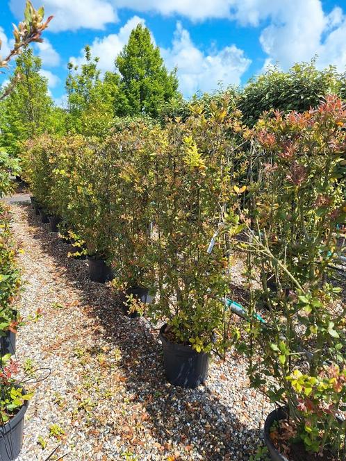 quercus ilex, steeneik, Tuin en Terras, Planten | Struiken en Hagen, Minder dan 100 cm, Ophalen