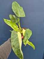 Philodendron Jose Buono p15 (5), Huis en Inrichting, Ophalen of Verzenden, Halfschaduw, Minder dan 100 cm