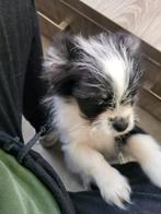 Kruising Pomeriaan maltezer 3,5 maand bijna zindelijk, Dieren en Toebehoren, Keeshond, Rabiës (hondsdolheid), 8 tot 15 weken, Meerdere