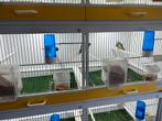12 broedkooien, Dieren en Toebehoren, Vogels | Overige Vogels, Tropenvogel