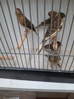 4 mannen2met kuif in een koop 25 euro, Dieren en Toebehoren, Vogels | Kanaries, Mannelijk, Kleurkanarie