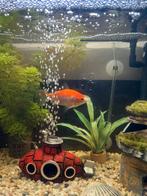 goudvis, ik geef hem aan goede handen, Dieren en Toebehoren, Vissen | Aquariumvissen, Vis