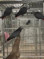 2-1 Grijze Roodstaart, Mannelijk, Papegaai, Tam