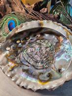 Abalone Schelp - Prachtige Kleuren, Verzamelen, Ophalen of Verzenden