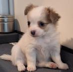 Chihuahua Pup (teefje), Dieren en Toebehoren, België, Particulier, Rabiës (hondsdolheid), 8 tot 15 weken