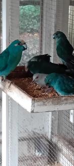 Jonge kakariki te koop., Dieren en Toebehoren, Meerdere dieren, Parkiet