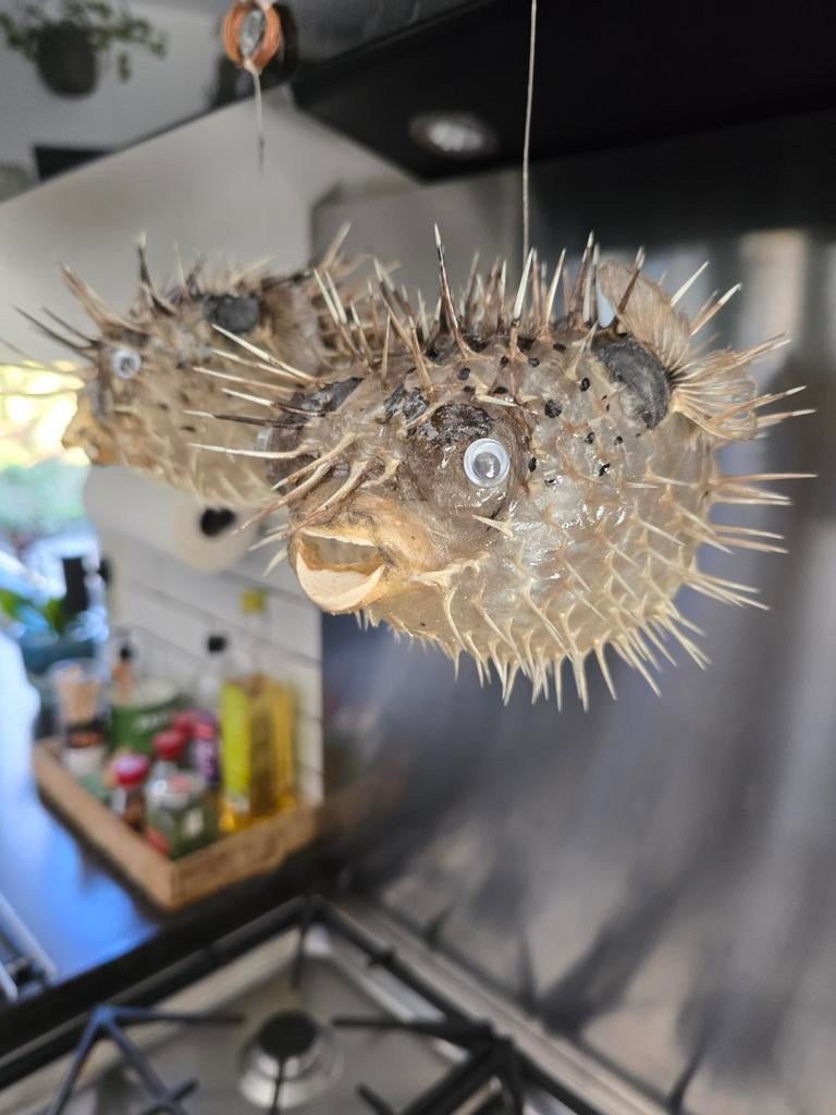 Nog een paar zeeegels,, Ophalen of Verzenden