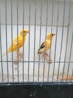 Mooie Kanaries o.a. Oranje en harlekijn, Dieren en Toebehoren, Vogels | Kanaries, Meerdere dieren, Kleurkanarie