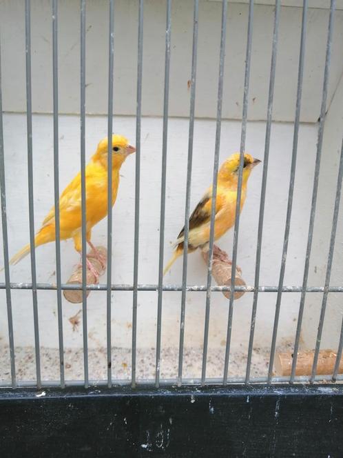 Mooie Kanaries o.a. Oranje en harlekijn, Dieren en Toebehoren, Vogels | Kanaries, Kleurkanarie, Meerdere dieren