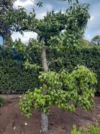 Belgische lei perenboom, Tuin en Terras, Planten | Bomen, Leiboom, Lente, 250 tot 400 cm, Ophalen
