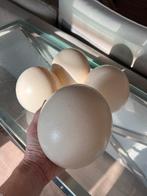 Struisvogel eieren ter decoratie 4 stuks, Huis en Inrichting, Ophalen of Verzenden, Zo goed als nieuw