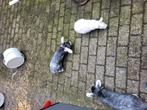 4 konijnen +hok gratis, Dieren en Toebehoren, Meerdere dieren