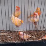 Kanaries, Dieren en Toebehoren, Vogels | Kanaries, Mannelijk, Kleurkanarie