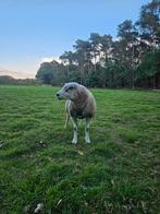 Engelse texelaar ram, Dieren en Toebehoren, Schapen, Geiten en Varkens, Mannelijk, Schaap