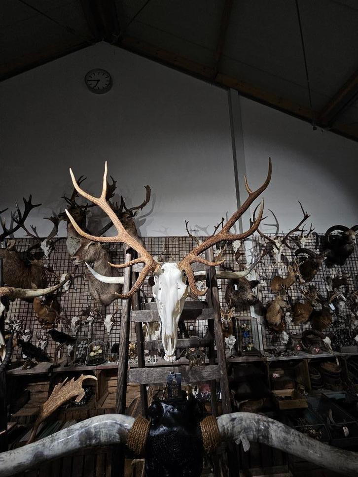 edelhert schedel met originele onderkaak sku 2, Verzamelen, Dierenverzamelingen, Nieuw, Schedel, Hert, Ophalen