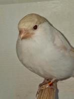 Satinet geel en split geel prijs of inruil bespreekbaar, Dieren en Toebehoren, Vogels | Overige Vogels, Mannelijk