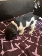 Ras echte fryske stabij pups, Dieren en Toebehoren, Rabiës (hondsdolheid), Overige rassen, 8 tot 15 weken, Meerdere