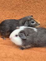 Broertjes blauw zilvervos blauw tan gladhaar grijs apart, Dieren en Toebehoren, Knaagdieren, Cavia, Mannelijk, Tam, September