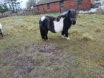 moorkopbonte stamboek shetlander merrie, Dieren en Toebehoren, Merrie, Niet van toepassing, A pony (tot 1.17m), 11 jaar of ouder