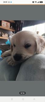 Golden Retriever puppies, Dieren en Toebehoren, Golden retriever, 8 tot 15 weken, CDV (hondenziekte), Meerdere