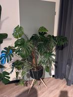Monstera Plant, Huis en Inrichting, Kamerplanten, 100 tot 150 cm, Overige soorten, In pot, Groene kamerplant