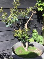 Eik pre bonsai, Ophalen, Overige soorten, Minder dan 100 cm