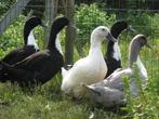 Dendermondse eend, Meerdere dieren, Eend