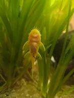 Albino ancistrussen volwassen, Dieren en Toebehoren, Vis