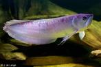 grote roofvis 45cm te koop aangeboden, Dieren en Toebehoren, Vissen | Aquariumvissen, Vis