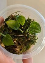 Scindapsus exotica stekjes, Ophalen of Verzenden, Overige soorten, Minder dan 100 cm