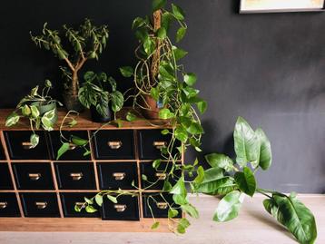   Tweedehands planten zoeken een nieuw thuis  beschikbaar voor biedingen