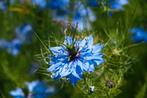 Uit de biologische moestuin: Juffertje in t groen, zaden, Ophalen of Verzenden, Voorjaar, Halfschaduw, Zaad