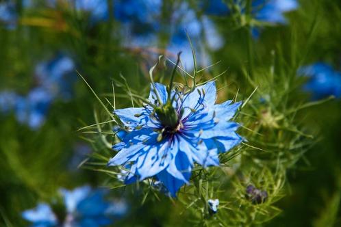 Uit de biologische moestuin: Juffertje in t groen, zaden, Tuin en Terras, Bloembollen en Zaden, Zaad, Voorjaar, Halfschaduw, Ophalen of Verzenden