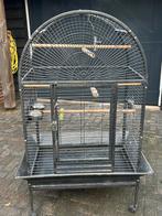 Papagaaienkooi, Dieren en Toebehoren, Ophalen, Gebruikt, Metaal, Vogelkooi