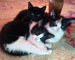 3 lieve kittens (poesjes) aangeboden, Dieren en Toebehoren, Katten en Kittens | Overige Katten, Poes