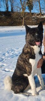 Dekreu akita, Dieren en Toebehoren, 6 jaar of ouder, België, Particulier, Reu