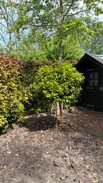 Camellia doorsnede 1 meter en hoogte 1.85 roze bloeiend, Tuin en Terras, Bolboom, Halfschaduw, Ophalen of Verzenden, Lente