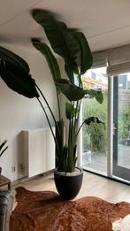 Strelizia, Huis en Inrichting, Kamerplanten, Ophalen of Verzenden, Halfschaduw, Minder dan 100 cm