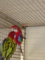 Rosella, Dieren en Toebehoren, Vogels | Parkieten en Papegaaien, Meerdere dieren, Parkiet, Geringd