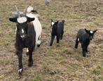 Landgeit met geitje en bokje // cae/cl gecertificeerd, Meerdere dieren, Geit, 0 tot 2 jaar