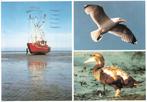 Waddenzee, Ophalen of Verzenden, 1980 tot heden, Gelopen, Waddeneilanden