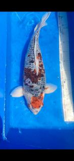 (15) Koi / Koi karper - 52 cm., Karper of Koi