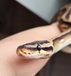 Python regius - pastel pied, Dieren en Toebehoren, Reptielen en Amfibieën, Slang, Tam, 3 tot 6 jaar