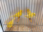 Gele kanaries mannen en poppen te koop 17.50 per stuk, Dieren en Toebehoren, Vogels | Kanaries, Meerdere dieren, Kleurkanarie