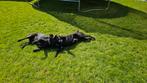 Labradors 2 zussen, Dieren en Toebehoren, Particulier, Rabiës (hondsdolheid), Meerdere, 3 tot 5 jaar