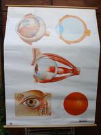 Retro schoolplaat, Antiek en Kunst, Antiek | Schoolplaten, Ophalen of Verzenden, Natuur en Biologie