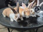 4 grote konijnen, Meerdere dieren, Groot