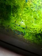 Blauwe garnalen, Dieren en Toebehoren, Vissen | Aquariumvissen, Kreeft, Krab of Garnaal